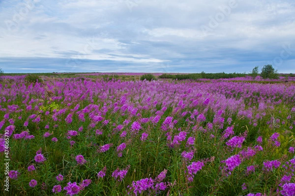 Obraz field of lavender