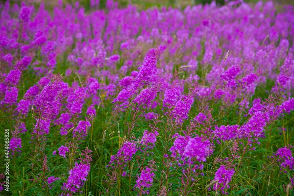 Obraz field of lavender