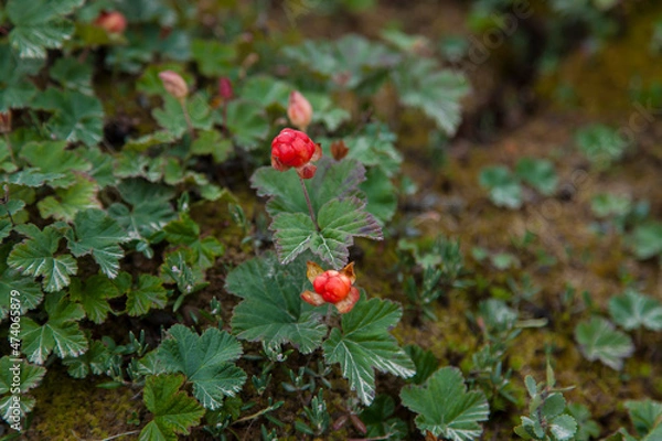 Obraz red berries in the forest