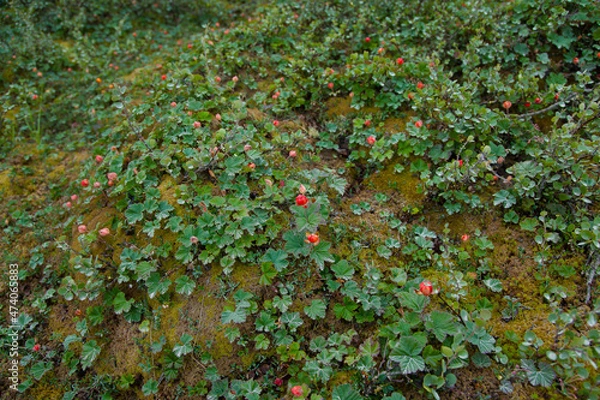 Obraz ivy on the wall