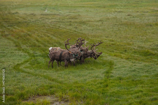 Obraz deer in the field