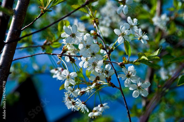 Obraz flowers