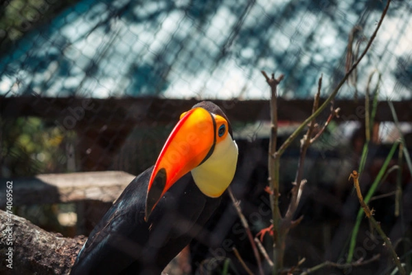 Obraz Toucan at the zoo in the summer