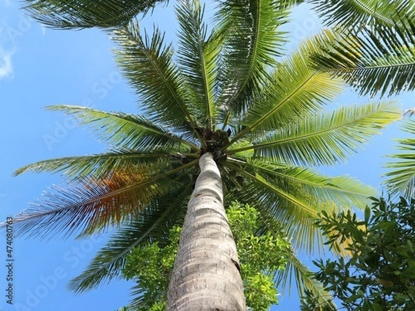 Obraz palm tree in the wind