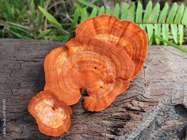 Obraz mushrooms on a stump