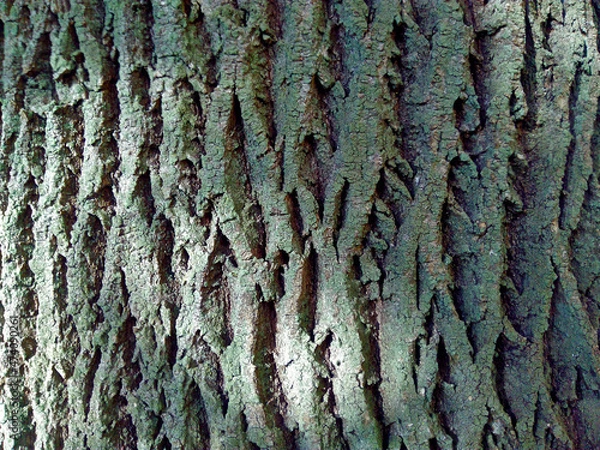 Obraz thick bark tree macro background