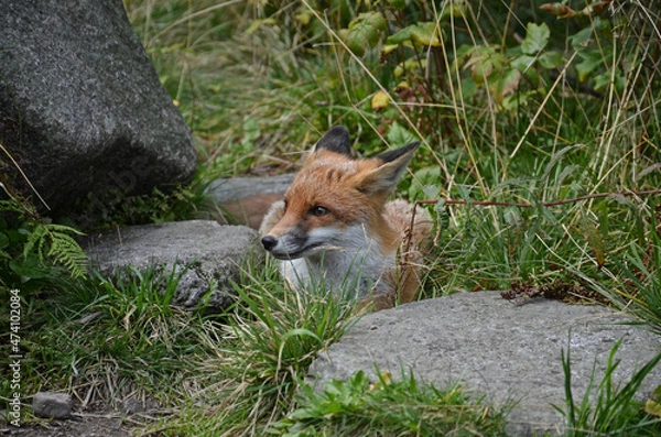 Obraz red fox cub