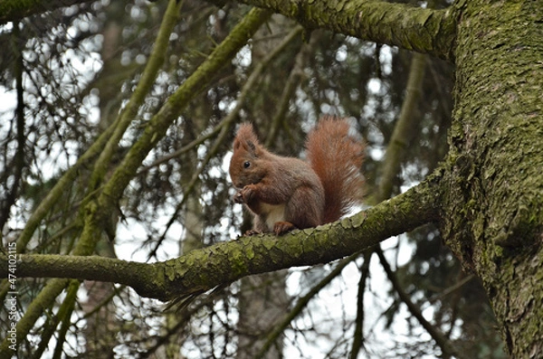 Obraz squirrel on a tree