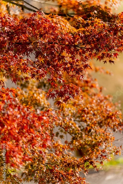 Fototapeta 【秋】紅葉・もみじ【季節】