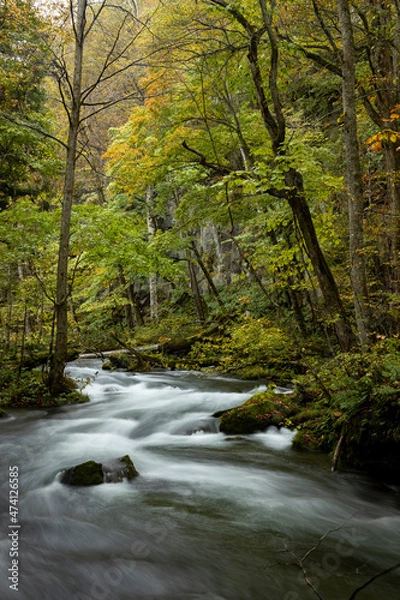 Fototapeta 色づき始めの奥入瀬渓谷