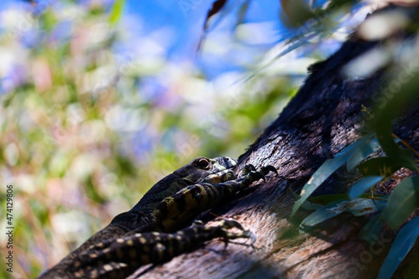 Fototapeta The lace monitor or tree goanna (Varanus varius) is a member of the monitor lizard family native to eastern Australia