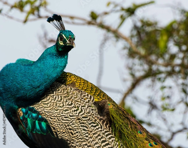 Obraz peacock with feathers