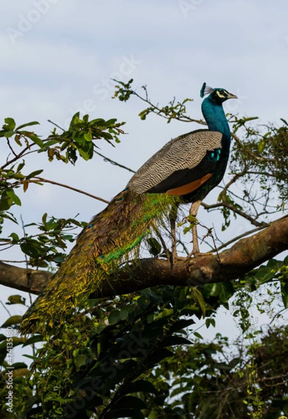 Fototapeta peacock on the tree