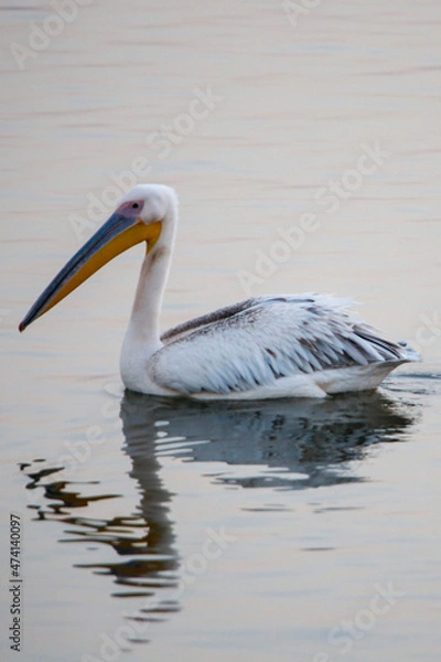 Obraz white pelican