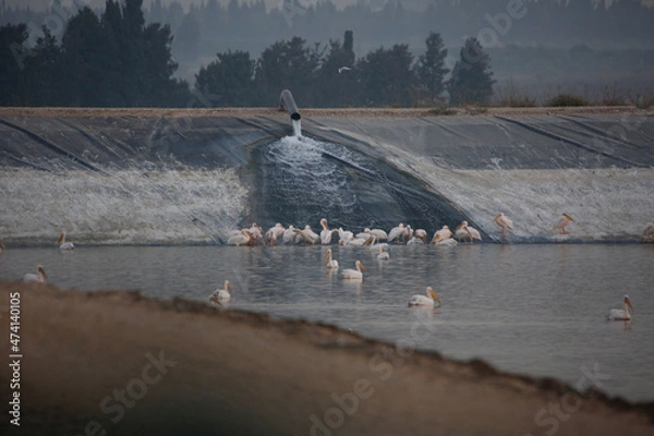 Obraz ducks on the lake