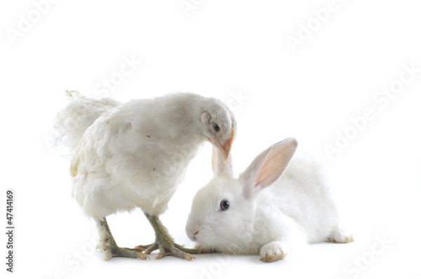 Fototapeta Chicken and rabbit on white background