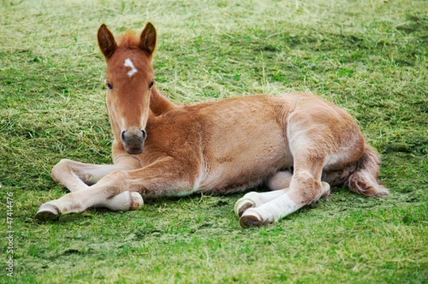 Obraz Little foal