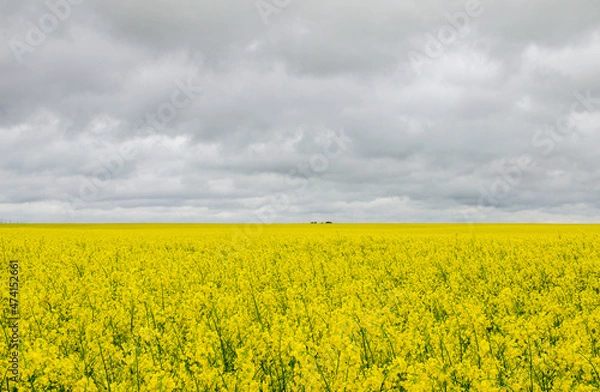 Fototapeta A yellow rapeseed field to the very horizon. Growing rapeseed for export