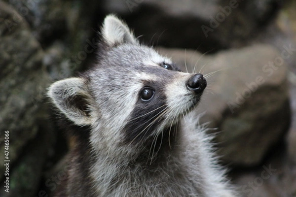 Obraz Racoon (raton laveur)