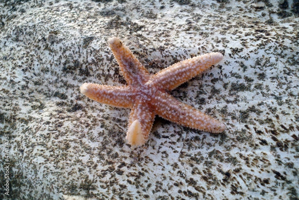 Obraz Starfish on a rock