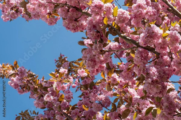 Fototapeta pink cherry blossom