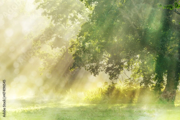 Fototapeta 光満ちる朝もやの高原