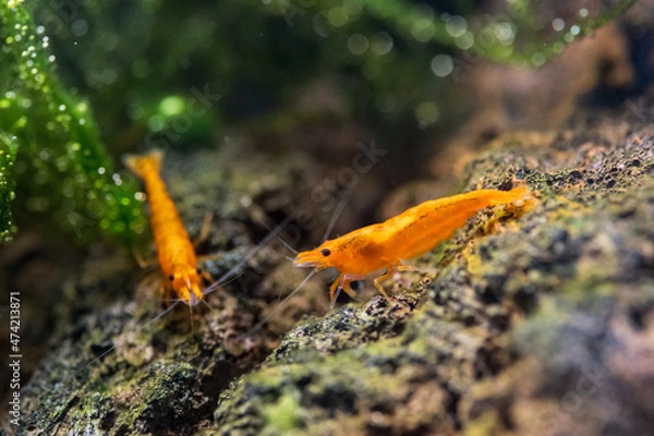 Obraz Neocaridina Davidi Orange Fire
