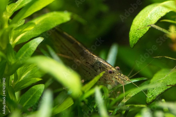 Obraz Amanogarnele II