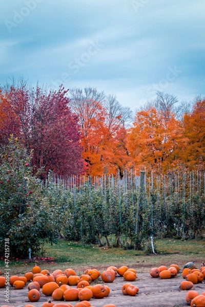 Fototapeta Pumpkin patch at an orchard in the fall