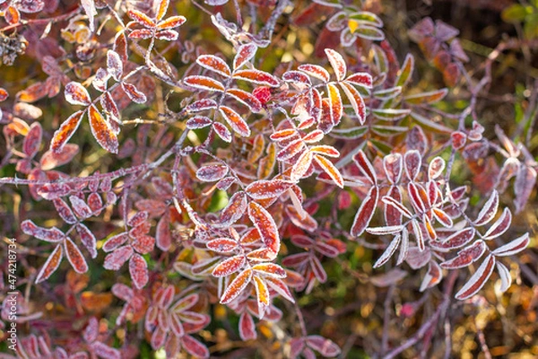 Fototapeta Bright fall briar leaves covered in large frost crystals on a cold morning