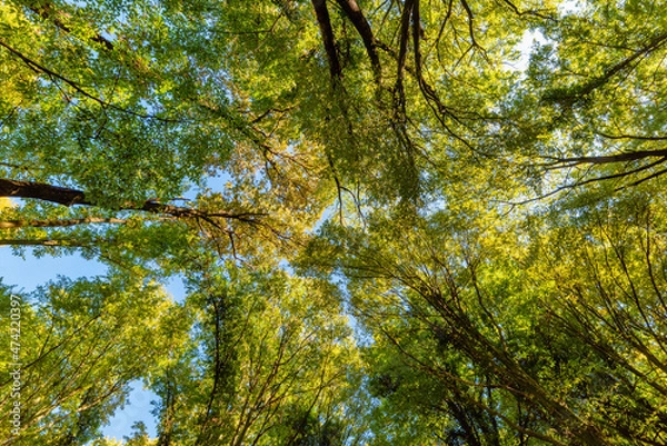 Fototapeta Tall Forest Up Above. Mighty tree in autmn leaves. Look up in a dense forest