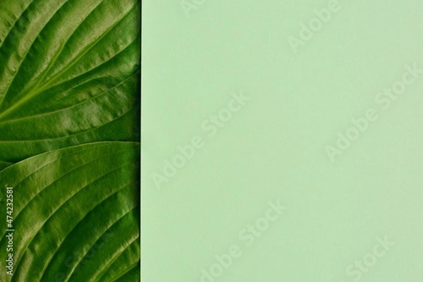 Fototapeta Border with fresh green leaves and light green background  with space for text.