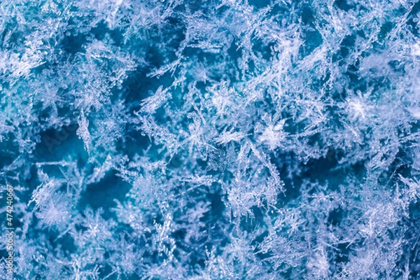 Fototapeta Large, beautiful snowflakes under magnification on a turquoise background.