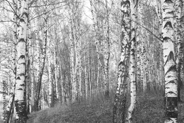 Fototapeta Young birches with black and white birch bark in winter in birch grove against background of other birches