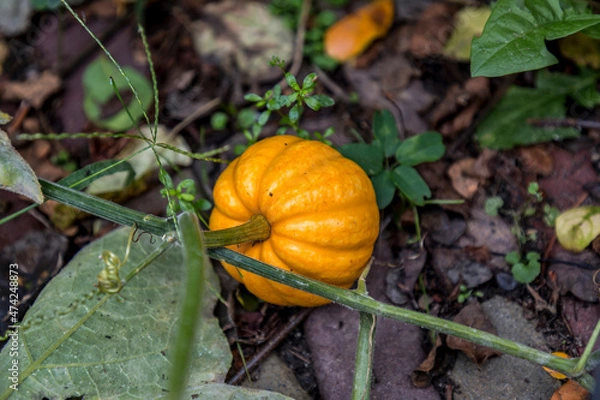 Fototapeta Small yellow pumpkin on the branch growing on soil