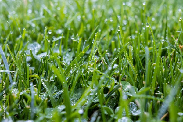 Obraz green grass background