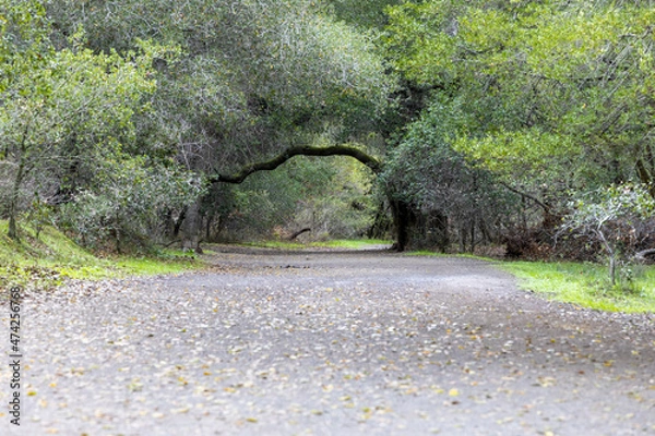 Obraz tree in the park
