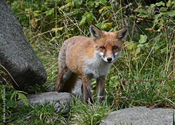 Obraz red fox vulpes