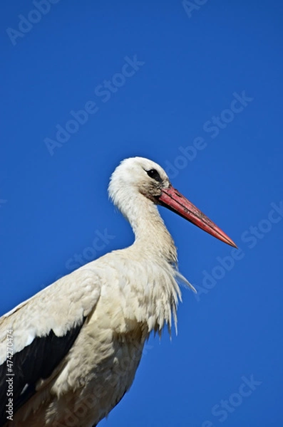 Obraz white stork ciconia