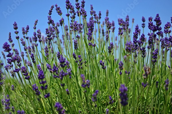 Obraz lavender field in region