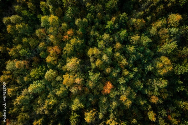 Fototapeta Green forest at Lake Siljan from above in Dalarna, Sweden.