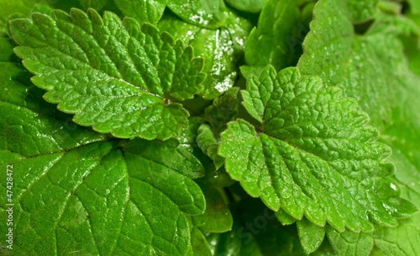 Fototapeta background with fresh mint