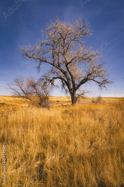 Fototapeta Big dead tree in a field of grass