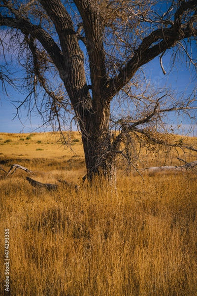 Fototapeta Tree trunk in an empty field