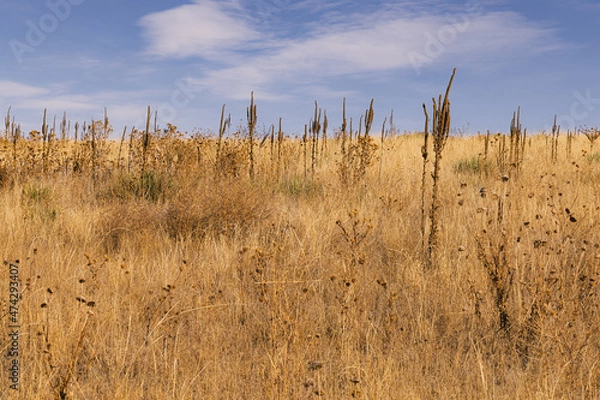 Fototapeta Tall flowers on a field in the plains