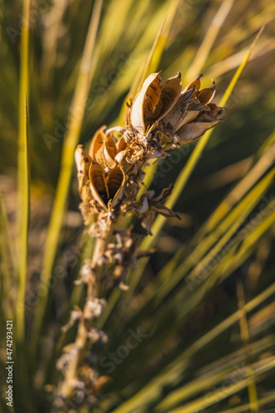 Fototapeta Open yucca flowers