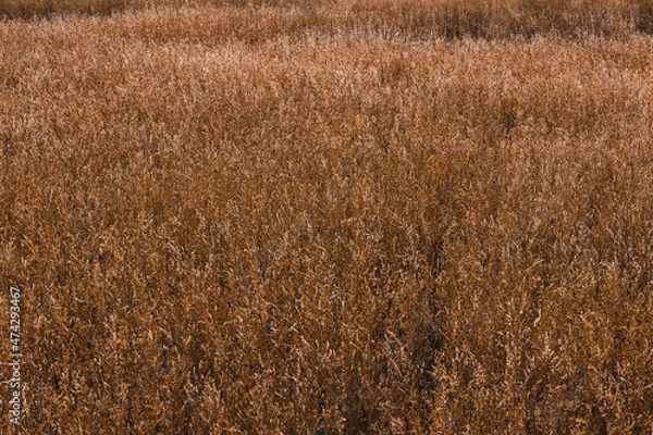 Fototapeta Field of fall grass in the plains