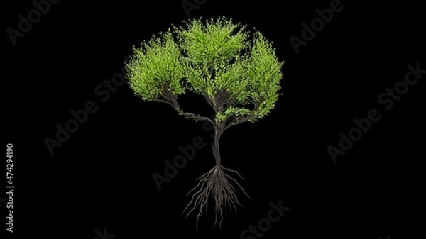Obraz Tree in a shape of a human brain. Seasonal transition on black background. Eco Concept.