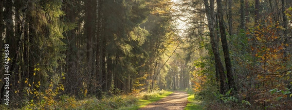 Fototapeta Klövensteen Wald 