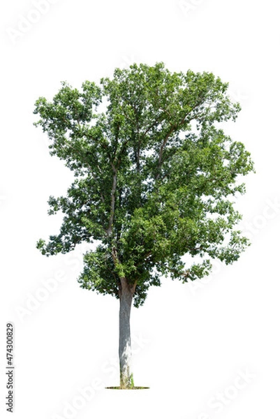 Fototapeta Trees isolated on white background, tropical trees isolated used for design, advertising and architecture